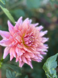 Wyn's Delta Margaret image 0