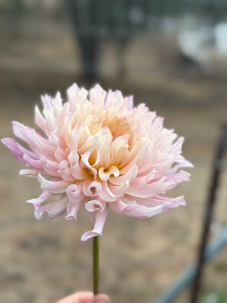 Bich Nga dahlia
