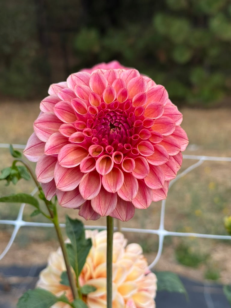 Carpe Summer Blush dahlia
