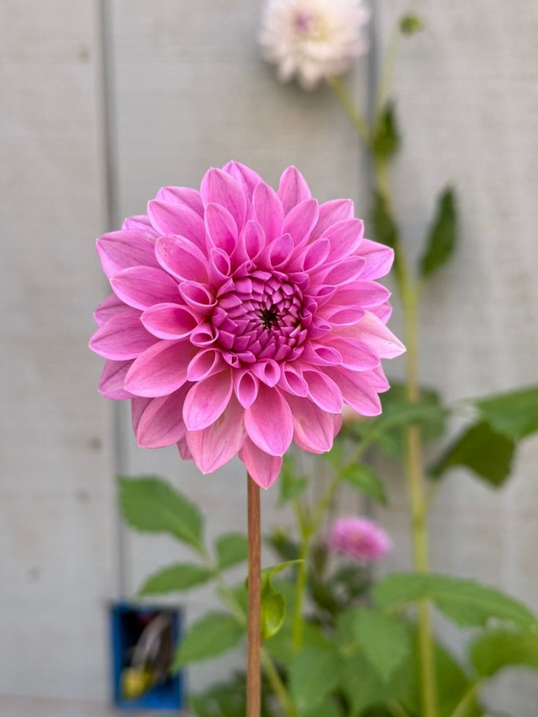 20th Ave Tranquility dahlia