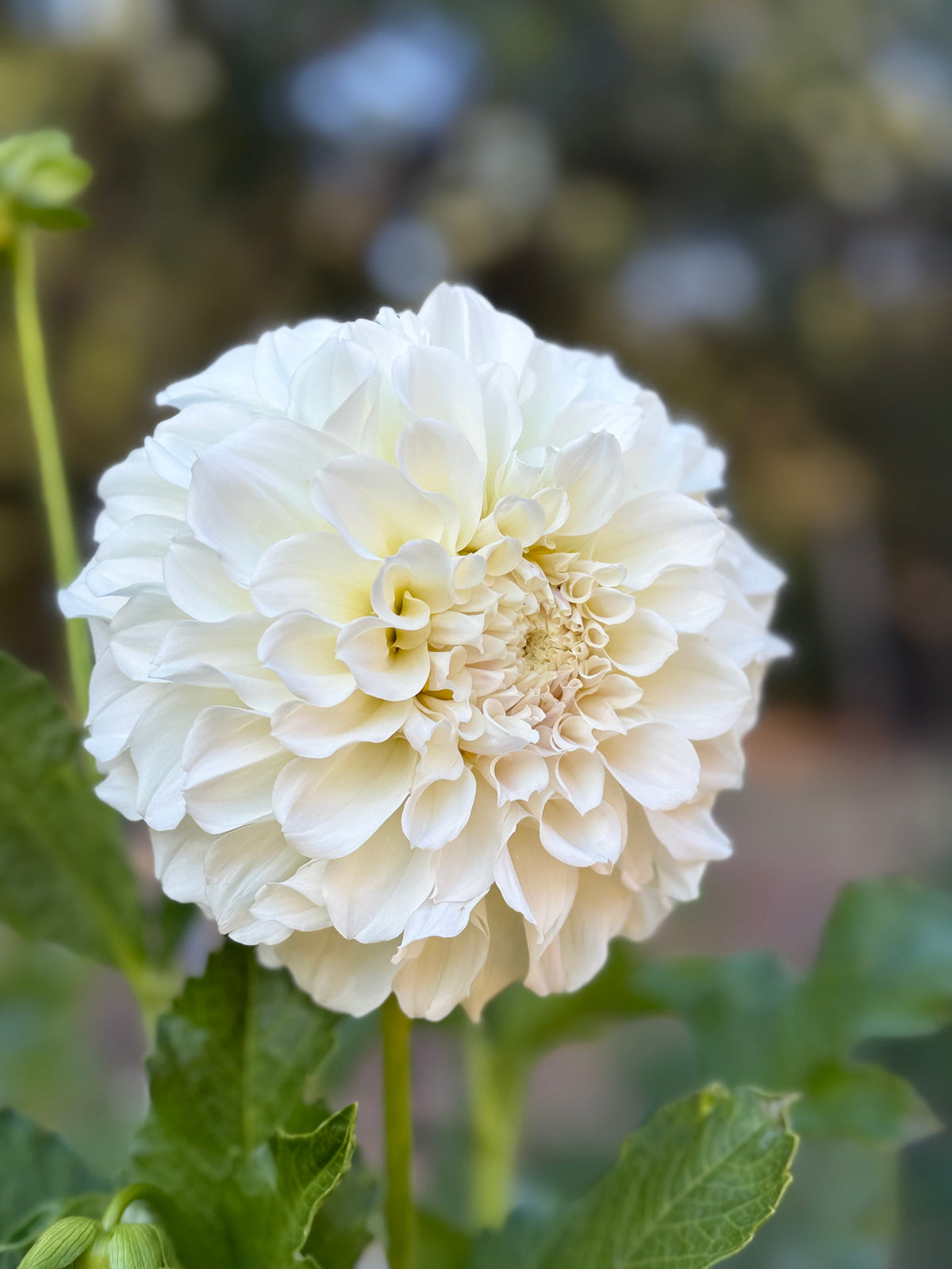 Irish Ruffles image 0