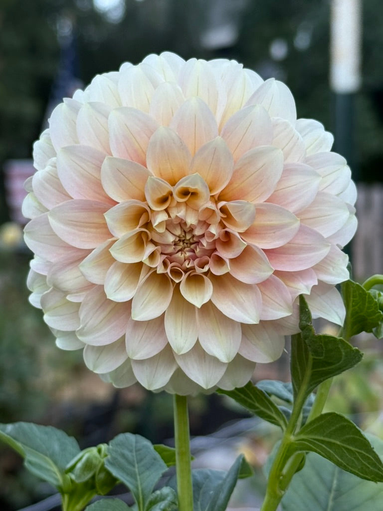 Coorabell Jessie dahlia