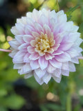 Hollyhill Leda image 0