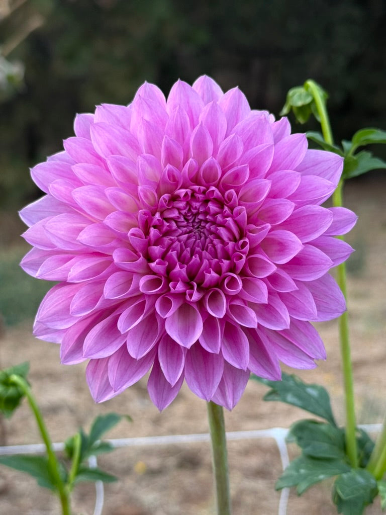 Bloomquist Grandiose dahlia