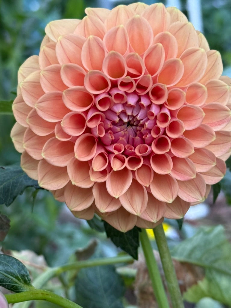 BBG Juicy Fruit dahlia