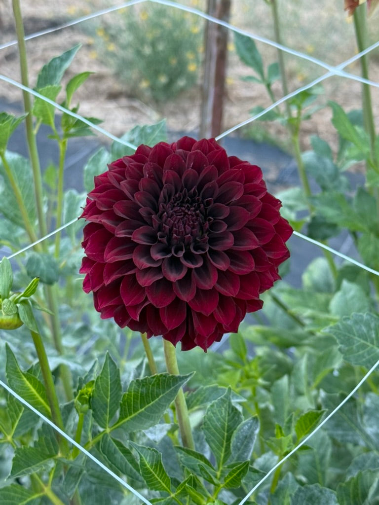 Fidalgo Blacky dahlia