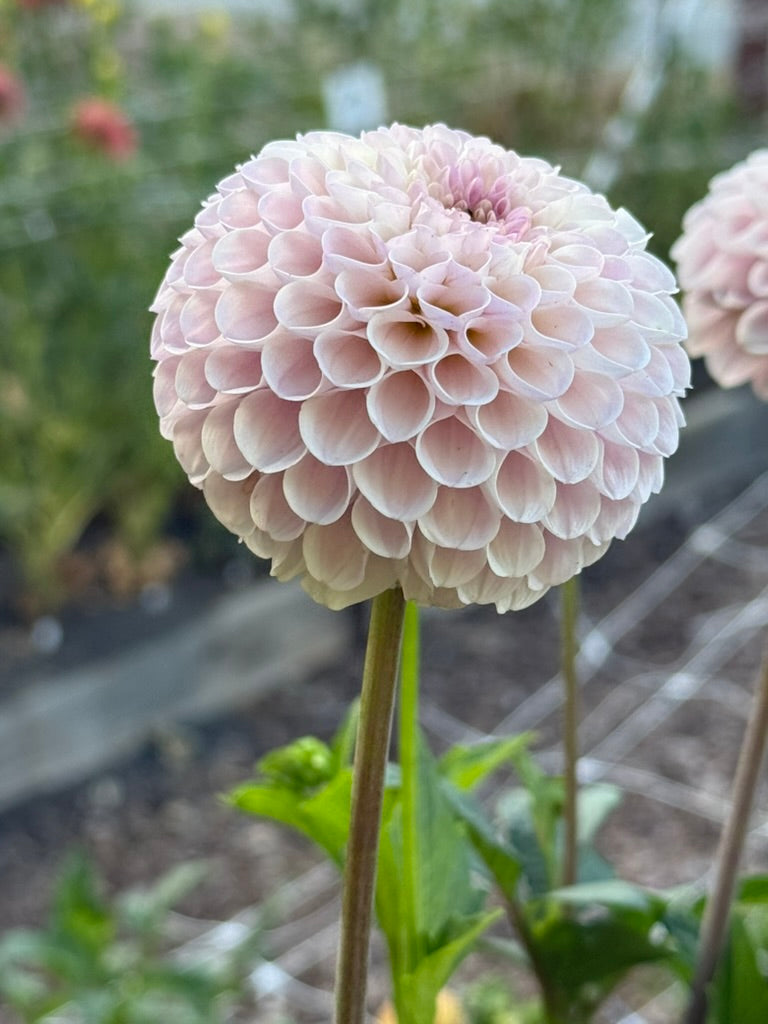 20th Ave Delicada dahlia