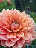BF Roan dahlia