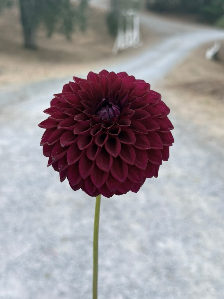 Westerton Sunset dahlia