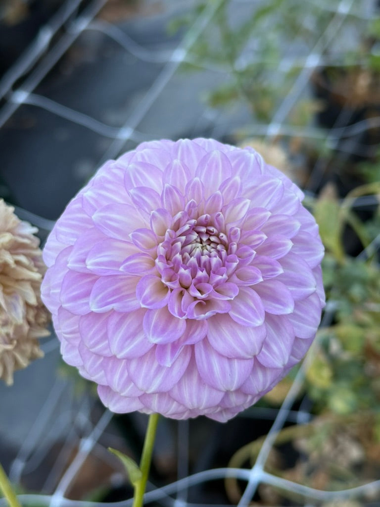 Coorabell Zoe dahlia