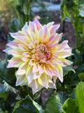Bell's Melody Lane dahlia