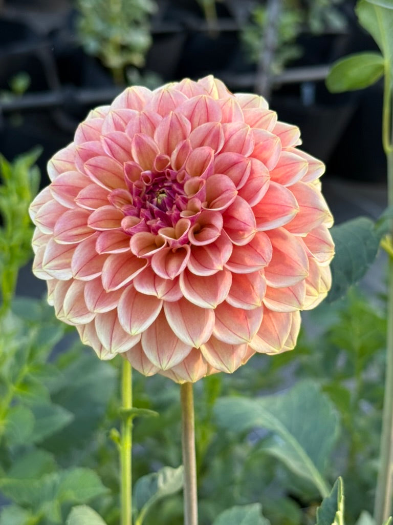 Carpe Summer Blush dahlia