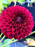 Westerton Sunset dahlia