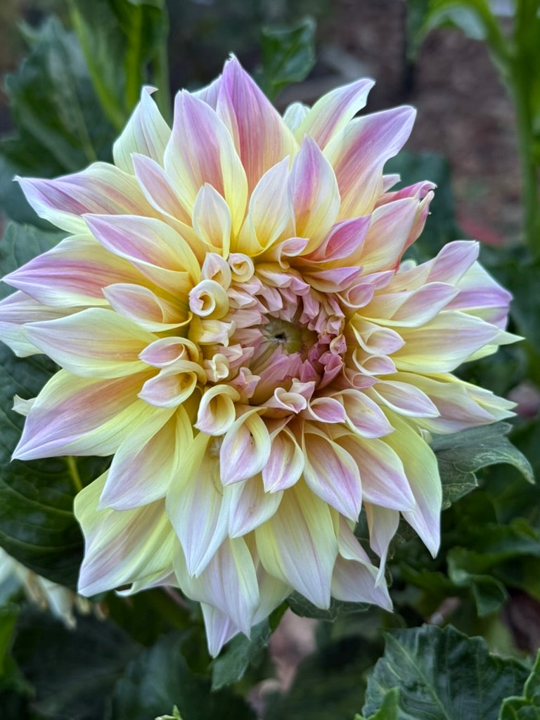 Bell's Melody Lane dahlia