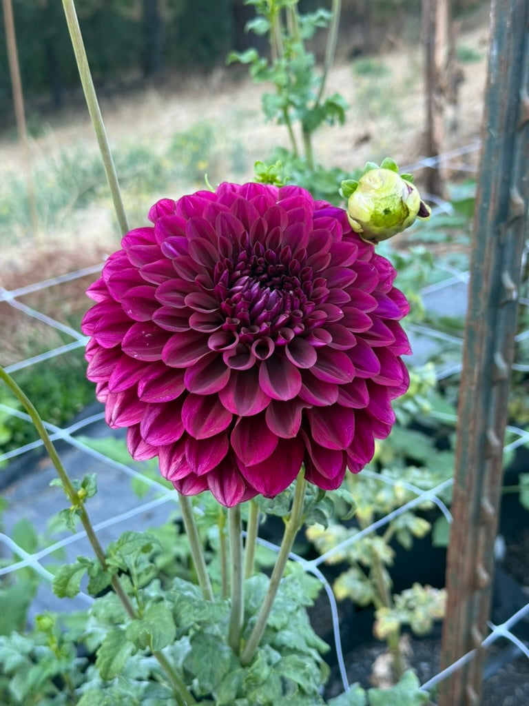 Colleen Mooney dahlia