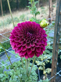 Colleen Mooney dahlia