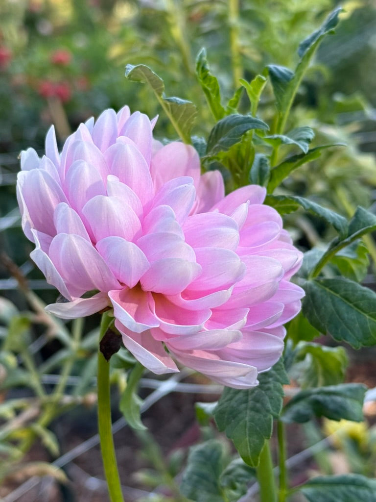 Bracken Ballerina dahlia