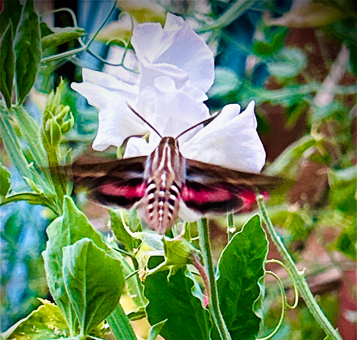 Garden Sweet Pea Mix image 0