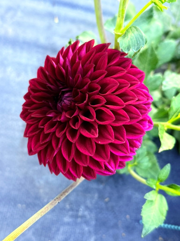 Westerton Sunset dahlia