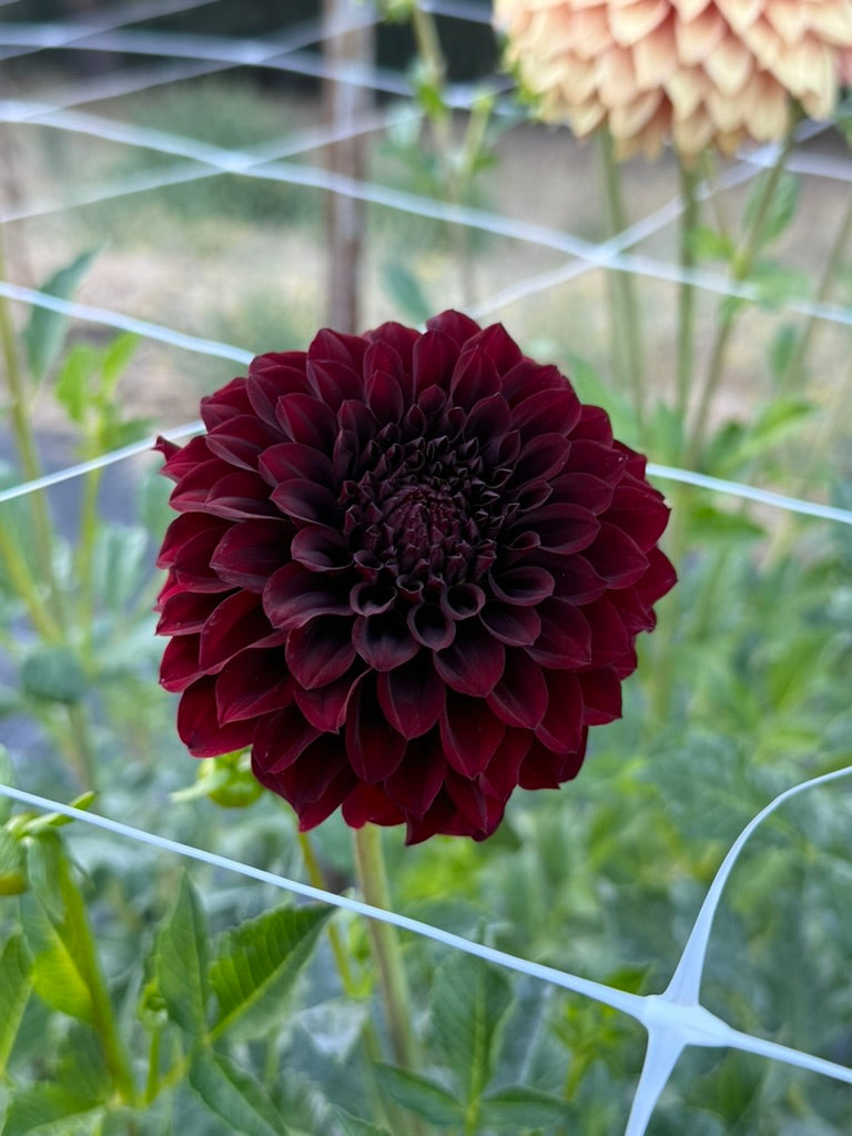 Fidalgo Blacky dahlia