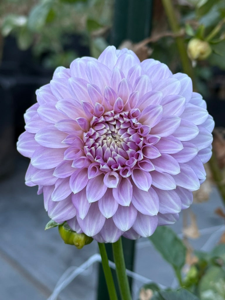 Coorabell Zoe dahlia
