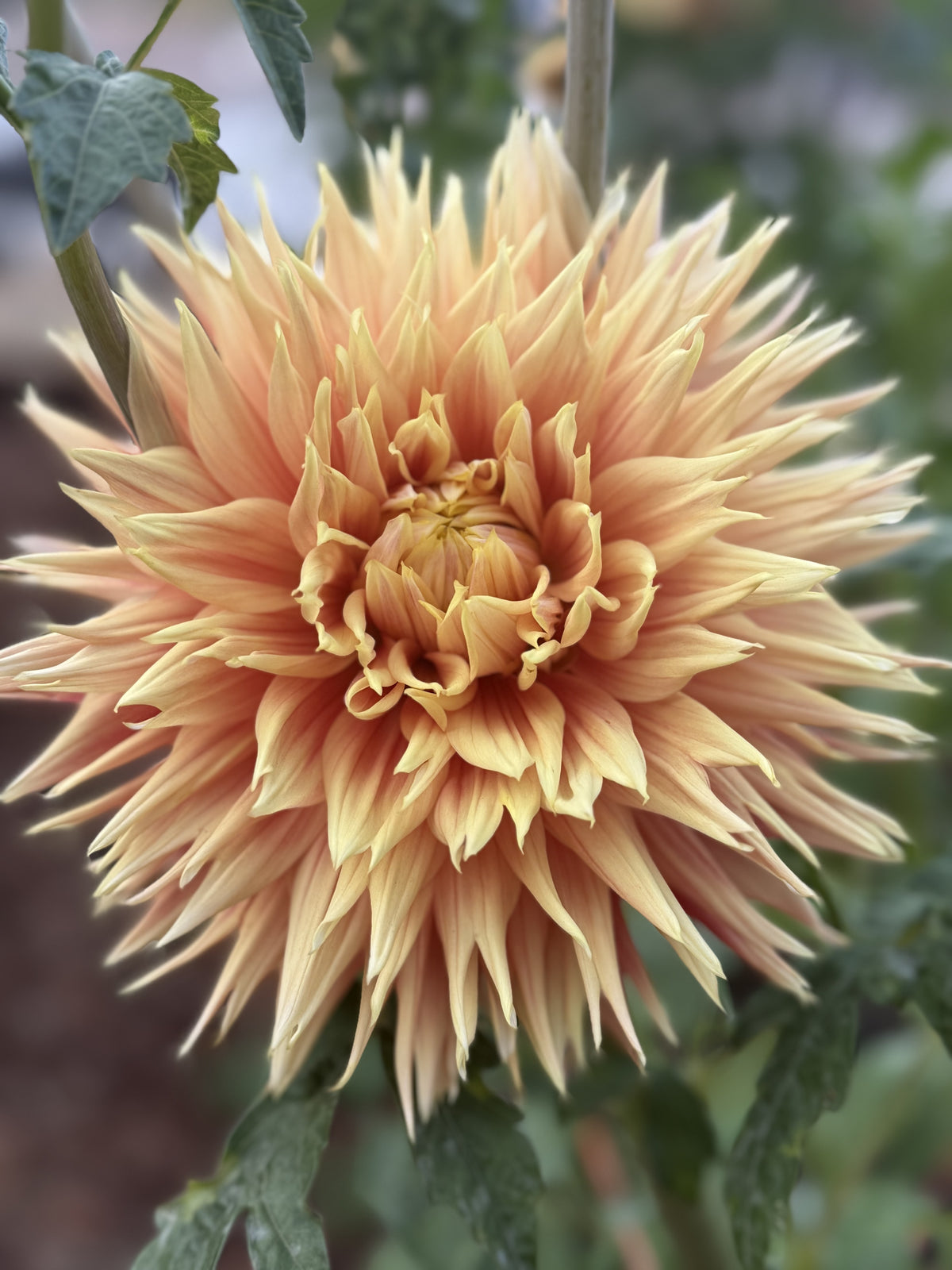 AC Alysia dahlia bloom in orange – photo 2 of 3