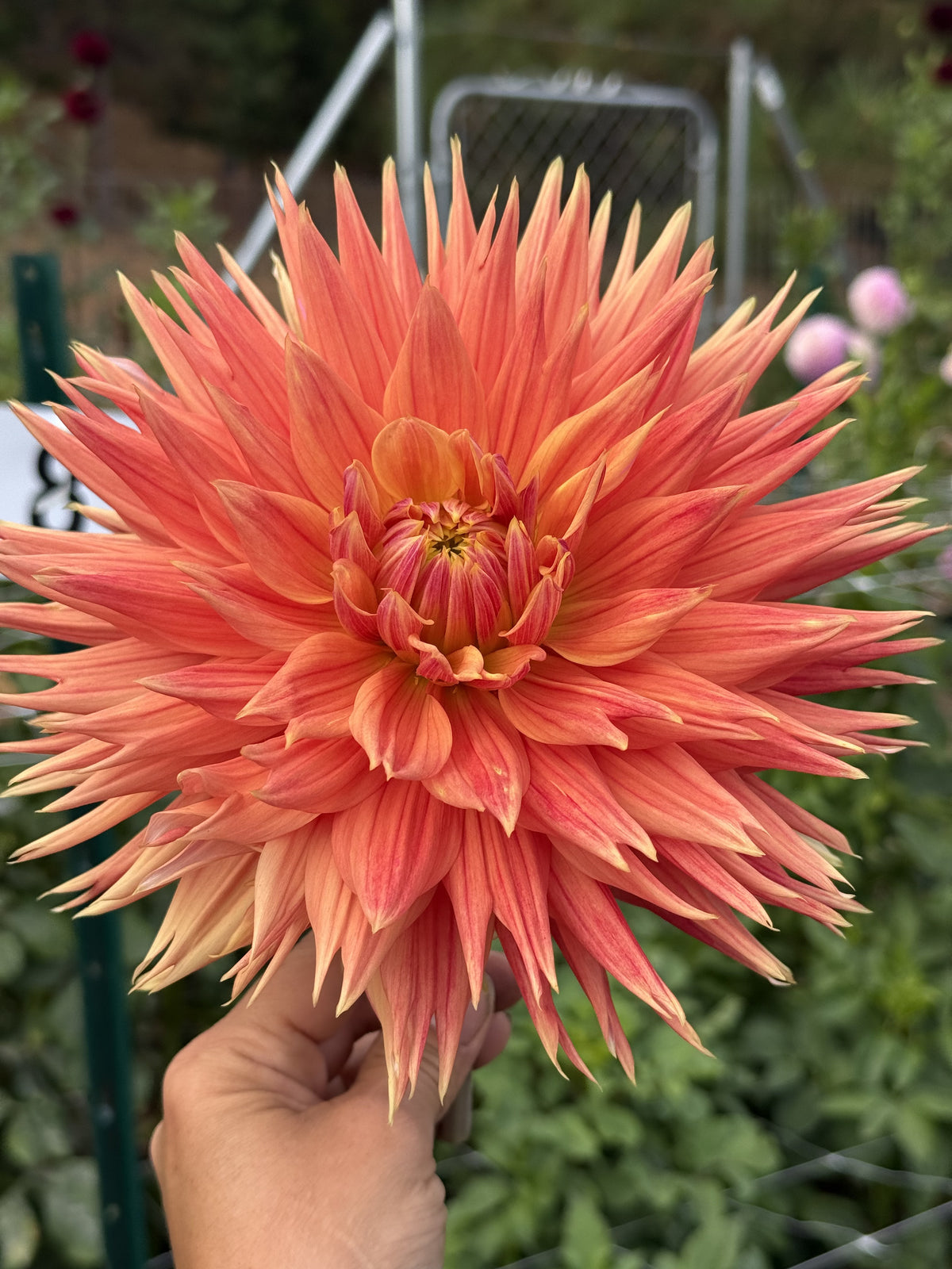 AC Alysia dahlia bloom in orange – photo 3 of 3
