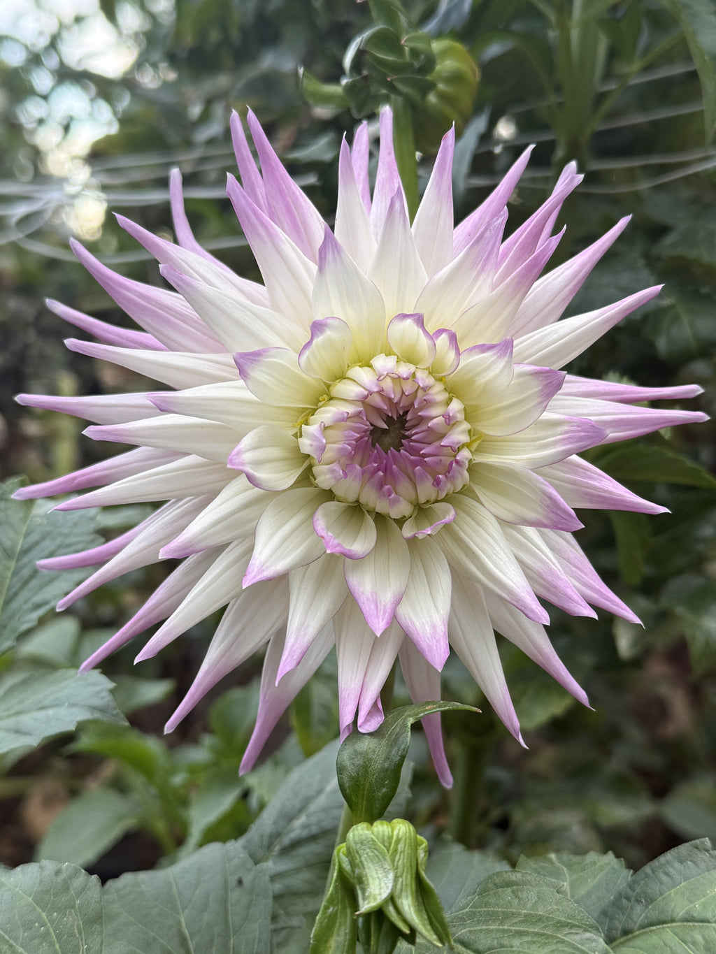 AC Christine dahlia