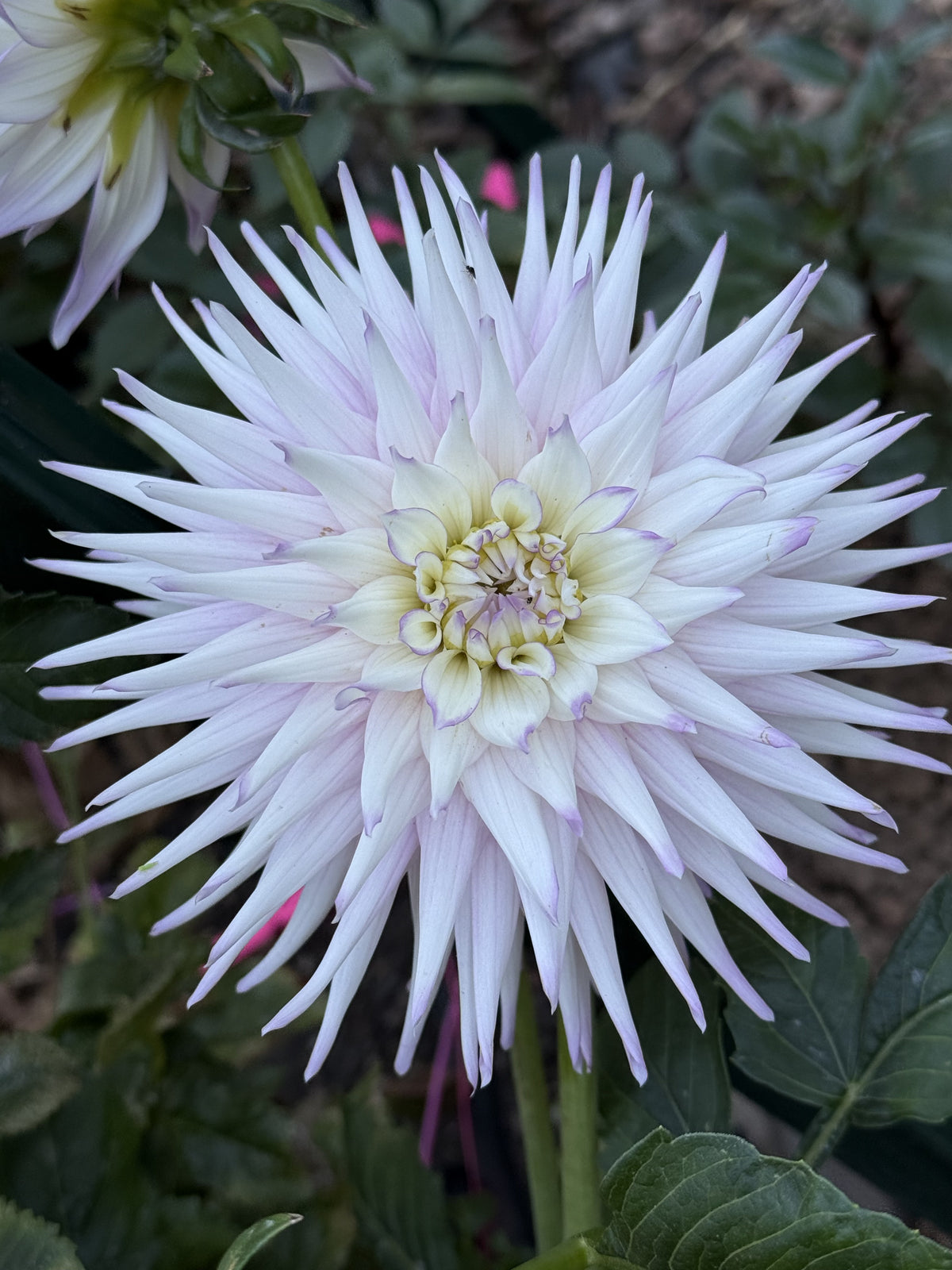 AC Christine dahlia bloom in dark blend – photo 1 of 4