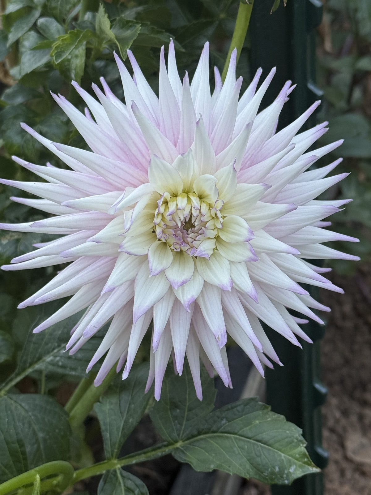 AC Christine dahlia bloom in dark blend – photo 4 of 4