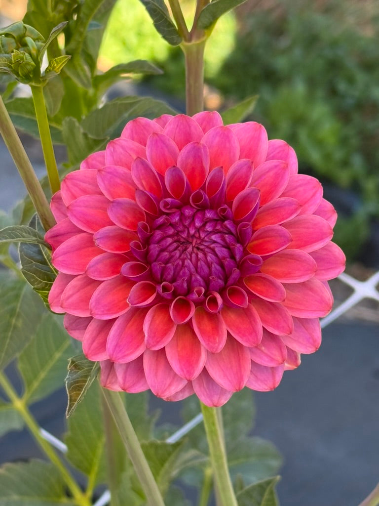AT Goly dahlia