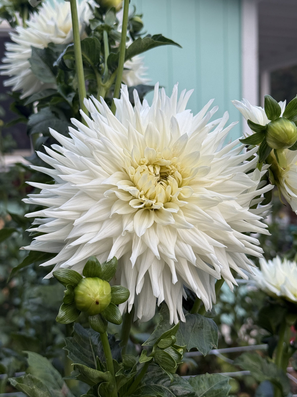 Allen's Avalanche dahlia