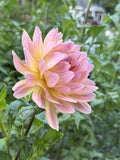 Annie Bananie dahlia