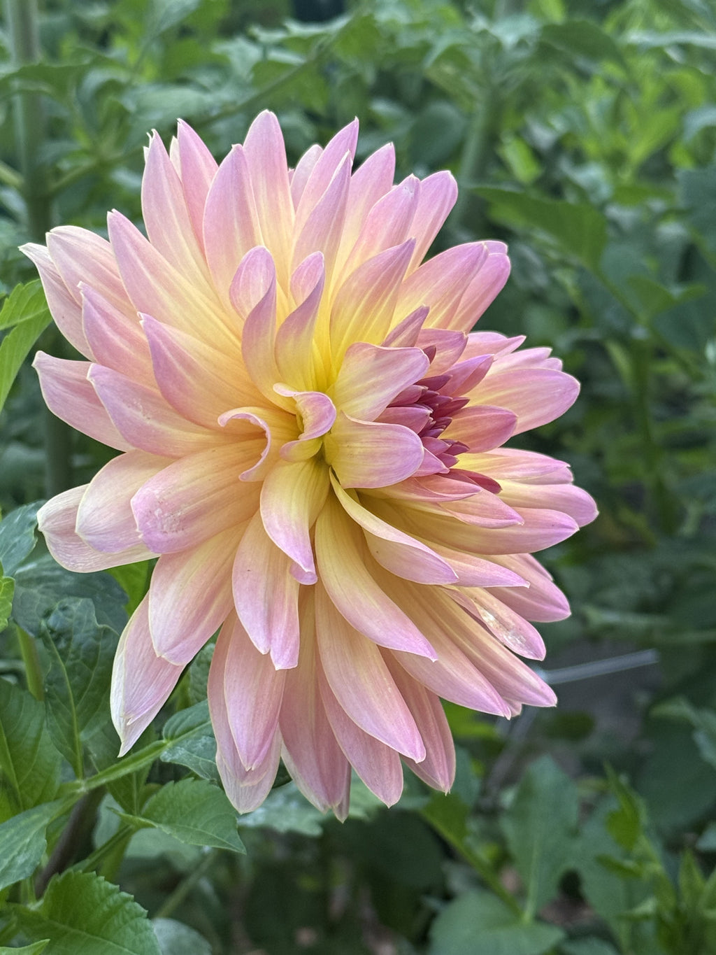 Annie Bananie dahlia