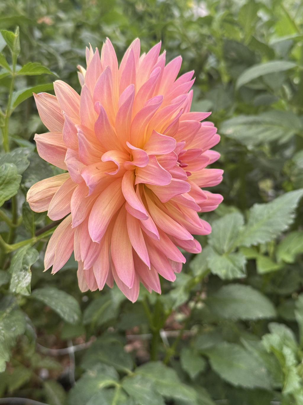 Annie Bananie dahlia