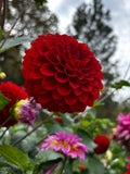 Bloomquist Crave image 0