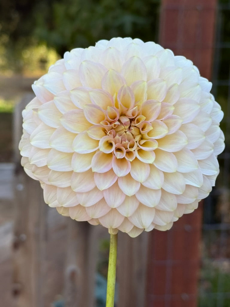Coorabell Jessie dahlia