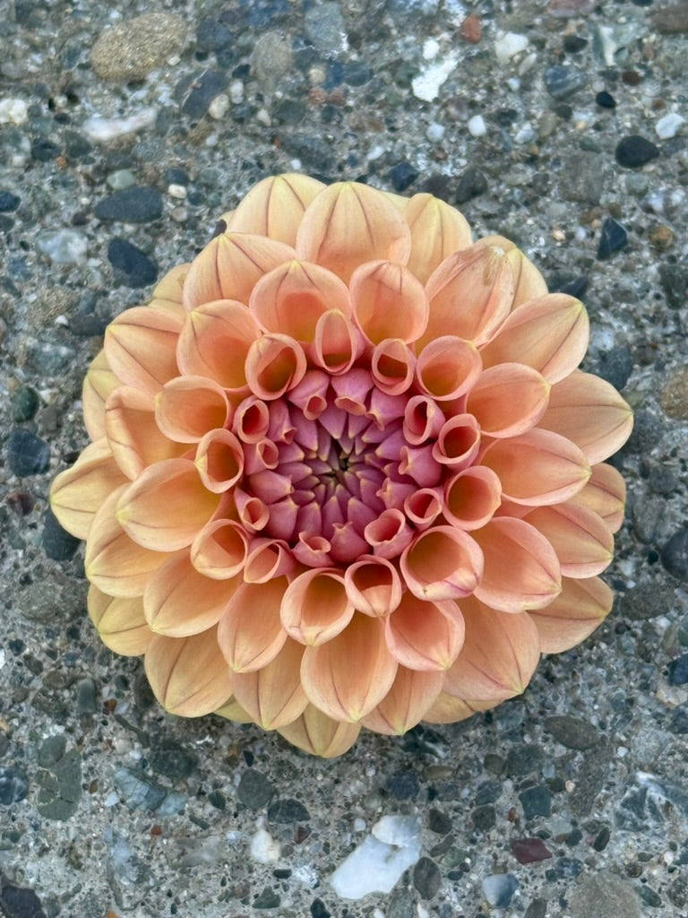BBG Juicy Fruit dahlia