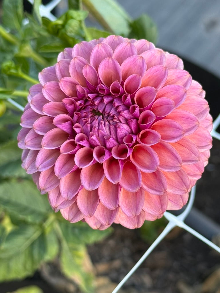 AT Goly dahlia