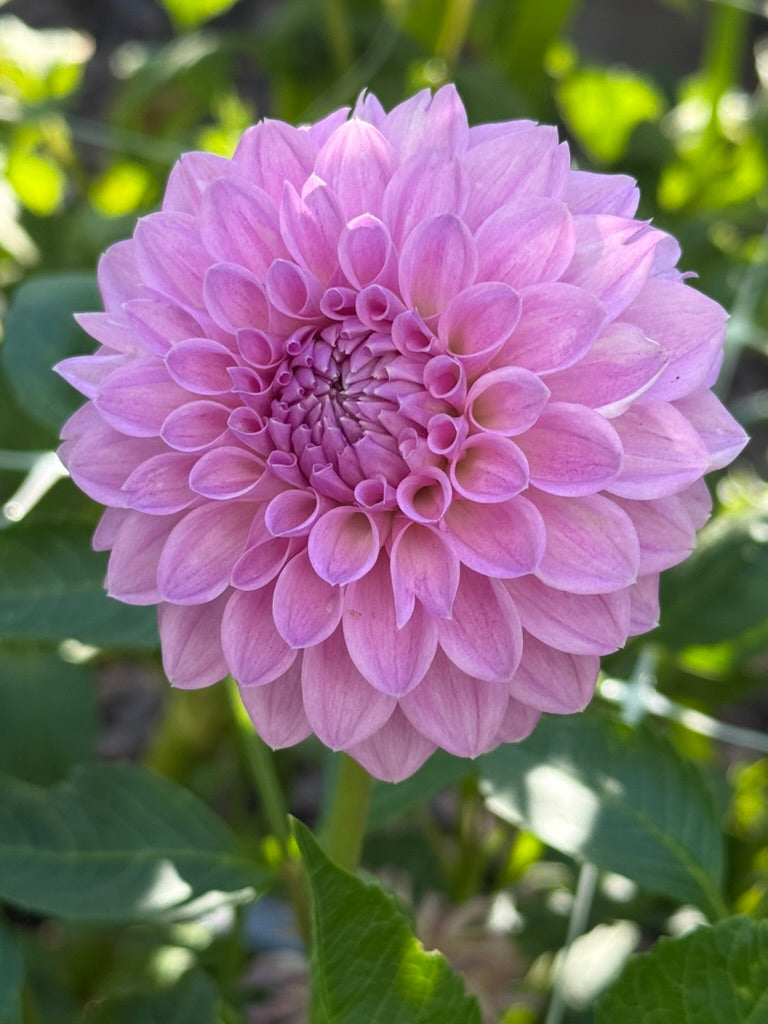 20th Ave Tranquility dahlia