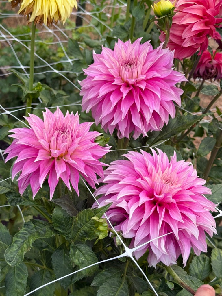 Clearview Lila dahlia