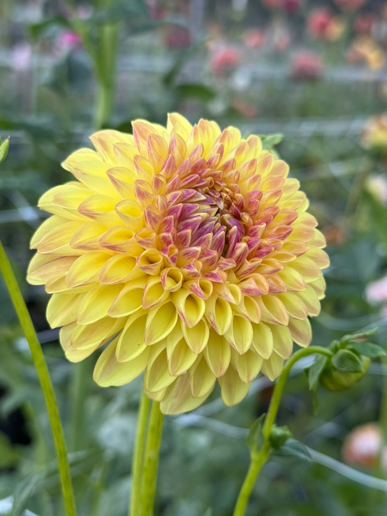 Barbarry Jester dahlia bloom in Orange, shifting bronze to pink – photo 1 of 2