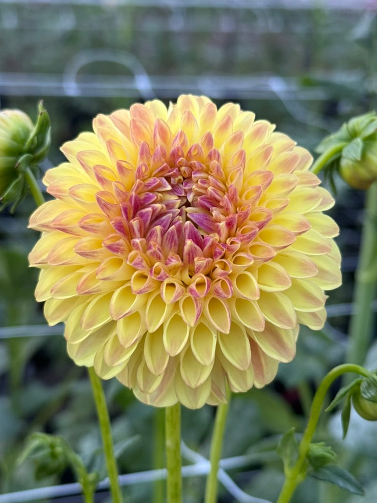 Barbarry Jester dahlia bloom in Orange, shifting bronze to pink – photo 2 of 2