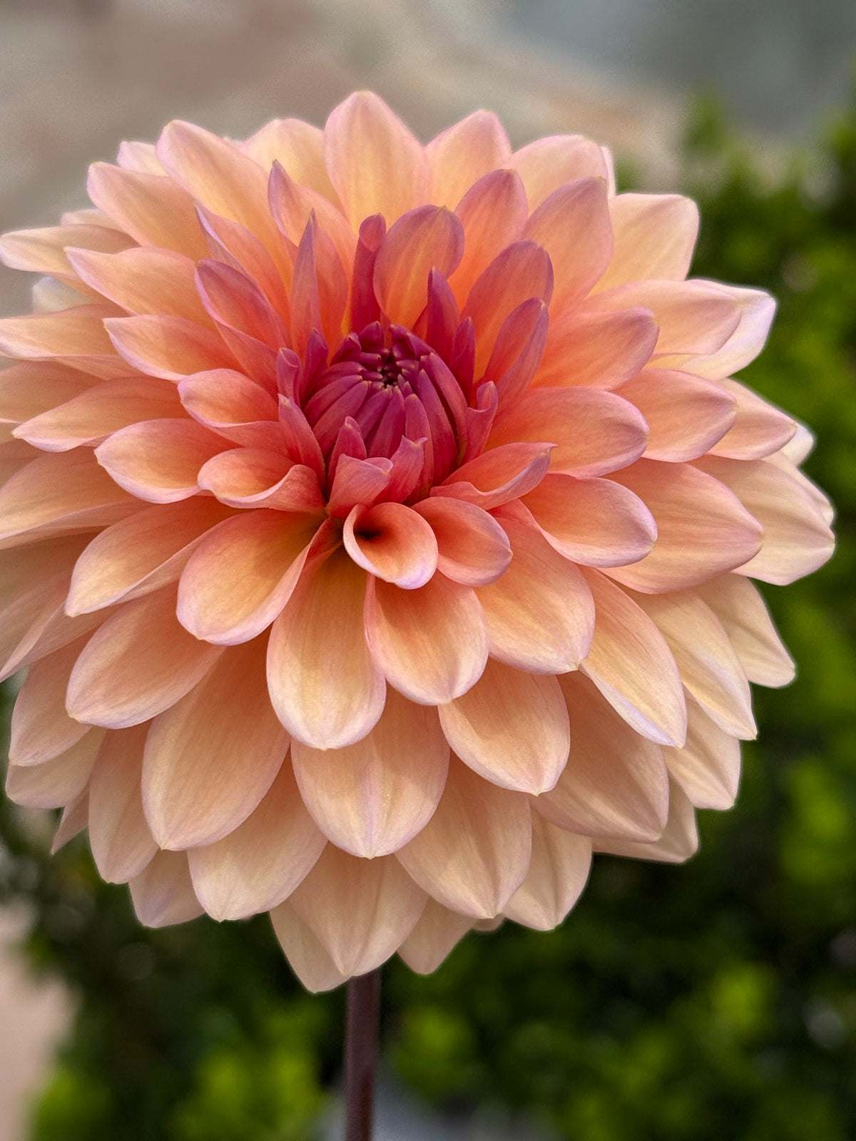 Mixed Dahlia Seed image 0