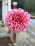 Bloomquist Azalea image 0