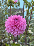Burfoot Lola dahlia bloom in Smoky pink with dark centers