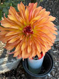 Allen's Phoenix dahlia