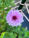 Creme de Cassis image 0