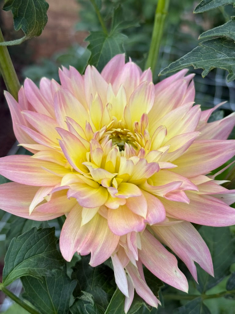 BF Lotus dahlia