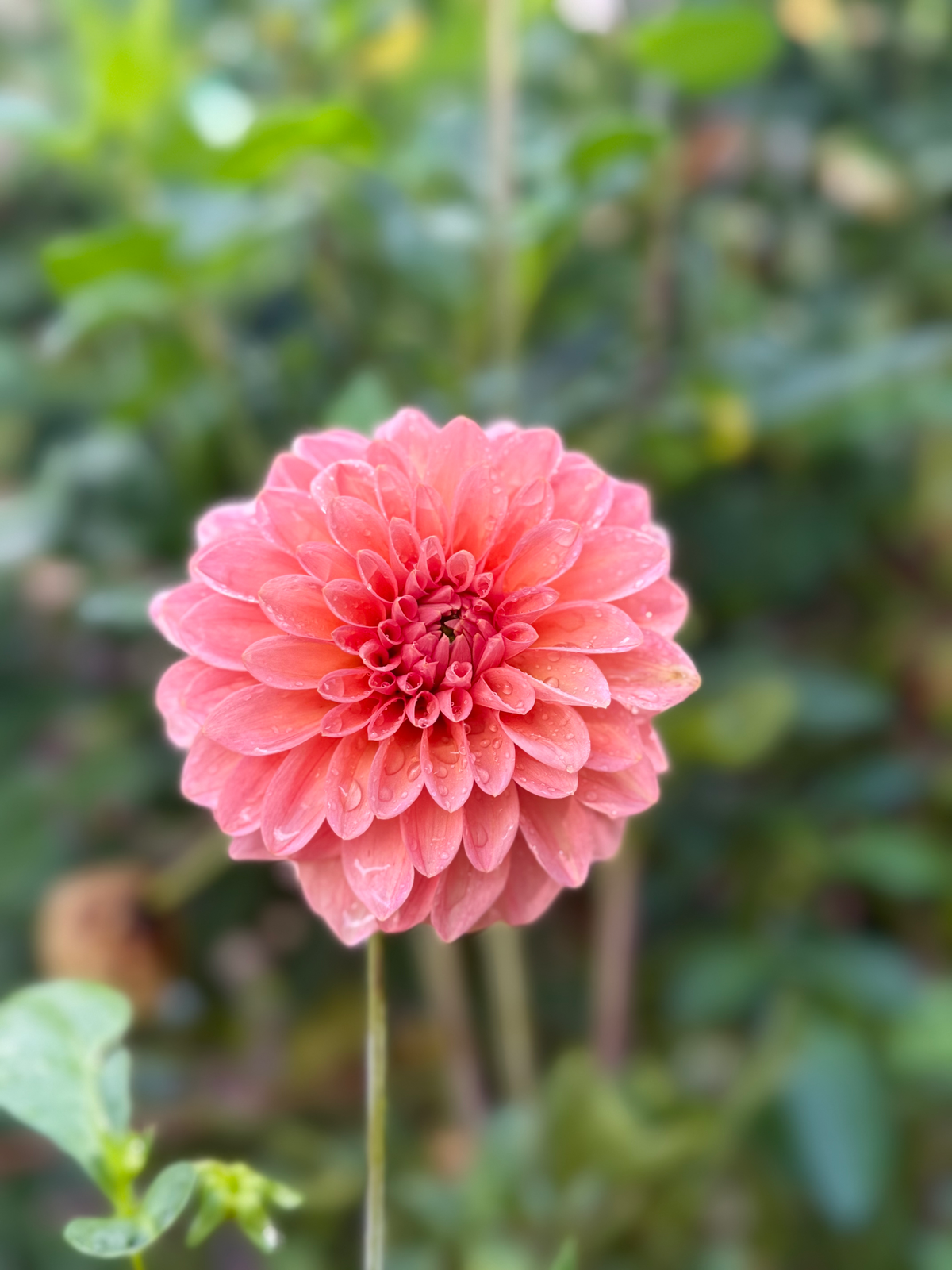 KA's® Boho Peach image 0